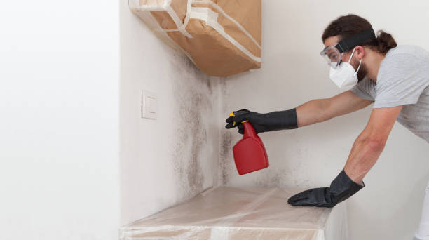 Professional Basement Mold Remediation technician working in Cumberland, NC