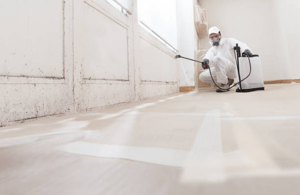 24/7 Emergency Basement Mold Remediation experts in Cumberland, NC